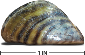 Zebra Mussel